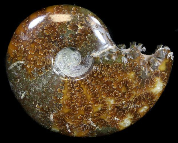 Cleoniceras Ammonite Fossil - Madagascar #36719